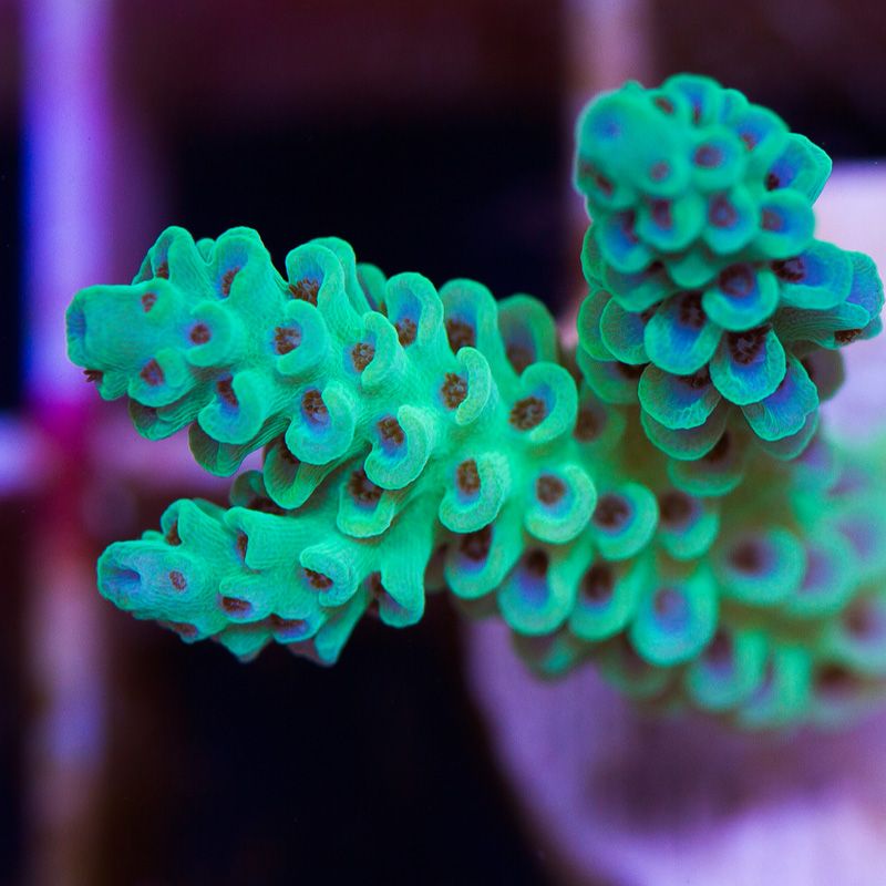 newcoral1575b - 100 New WYSIWYG Acros at Cherry Corals!